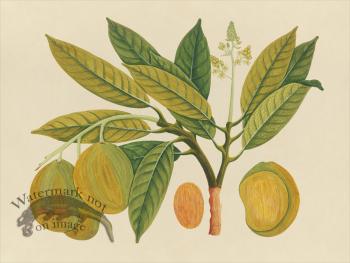 Far East Fruit and Flowers 28